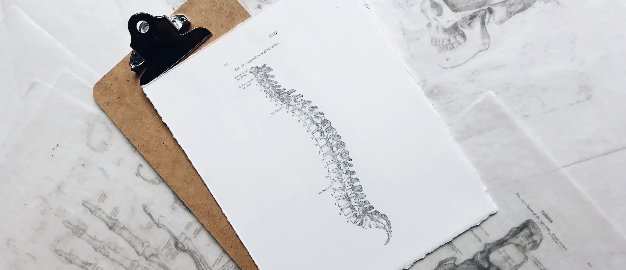 Anatomiczny rysunek kręgosłupa na papierze czerpanym, przypięty do podkładki z klipsem, ilustrujący fizjologiczną budowę stawów